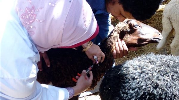 جانب من حملة التحصين