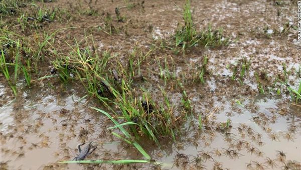 انتشار العناكب