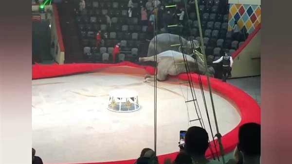 الفيلين جيني وماغدا