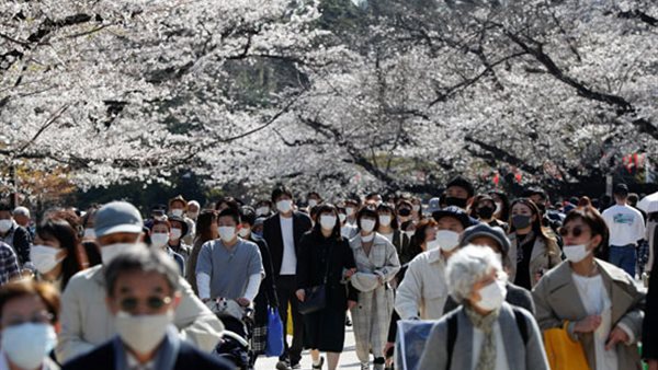 اليابان واشجار الكرز