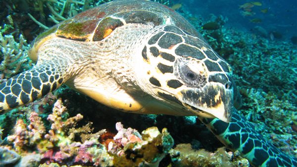 كائنات بحرية