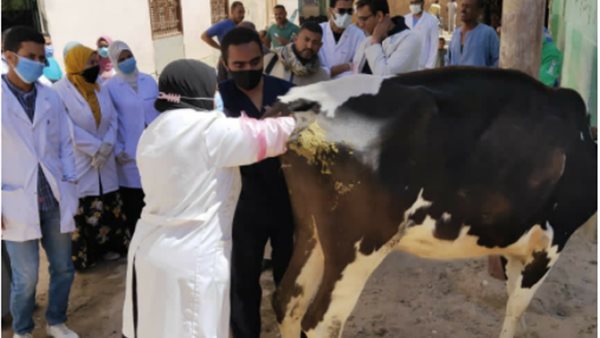 قافلة بيطرية 