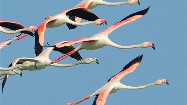طيور الفلامنجو