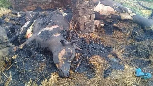 نفوق مواشى - ارشيفية