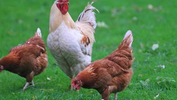 الأسعار ولعت نار..