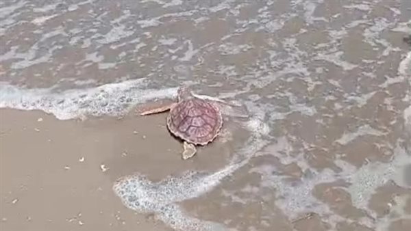 سلحفاة بحرية