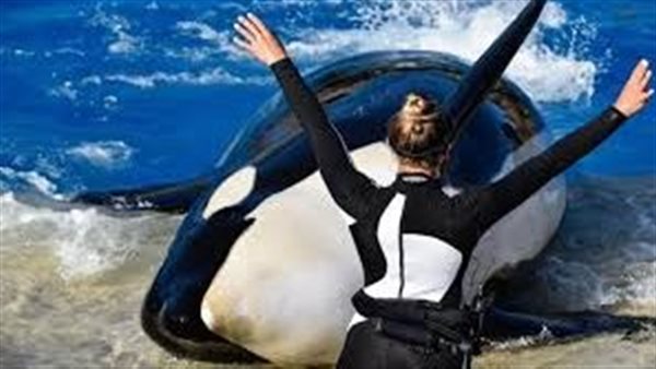 حقيقة هجوم حوت الاوركا