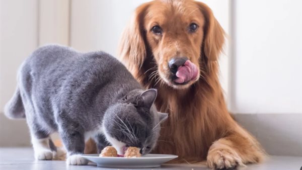  تغذية القطط والكلاب