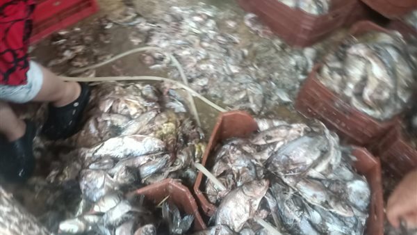 التموين والطب البيطري