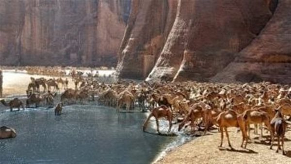 محمية وادي الجمال