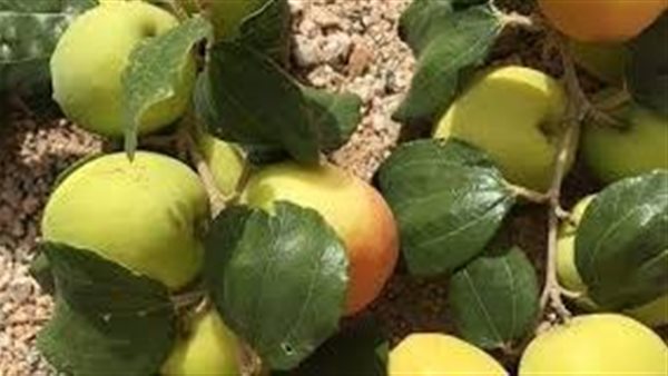 فوائد ورق النبق..