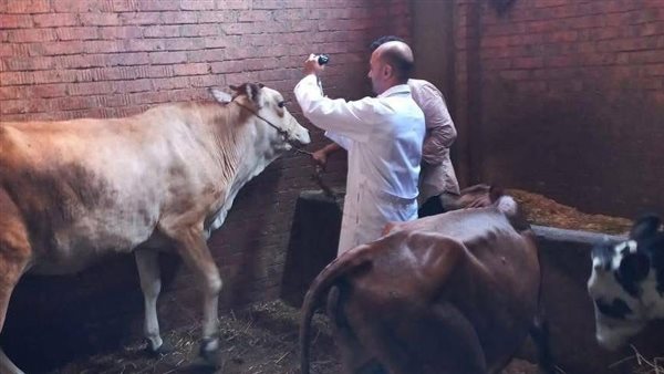 تحصين الماشية