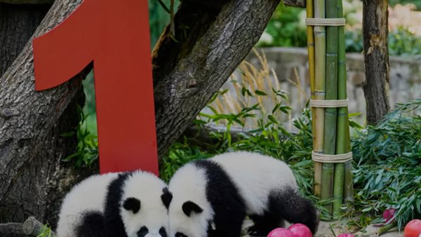 أحدث توأمي باندا