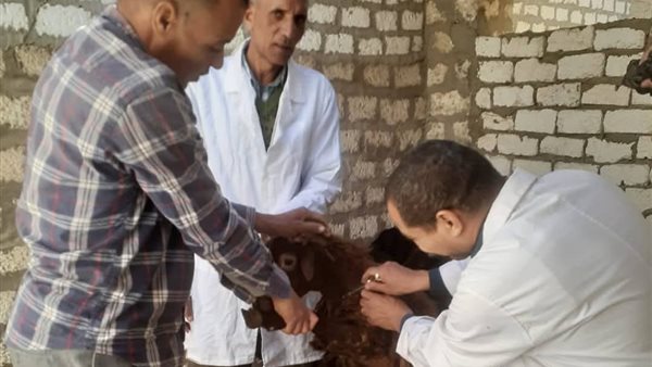 صورة توضيحية 