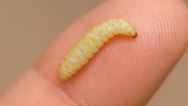 الدودة الحلزونية