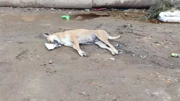 جريمة بشعة في 6 أكتوبر