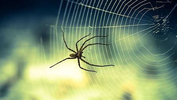 التخلص من العناكب