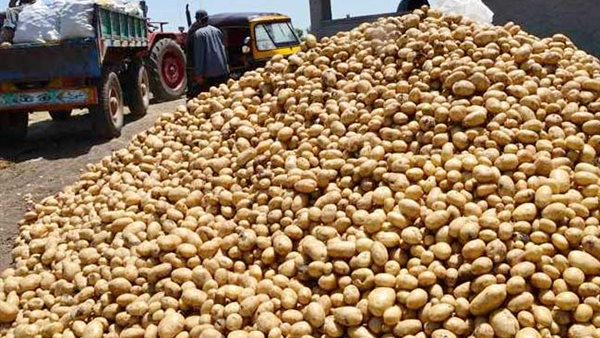 تقاوي البطاطس