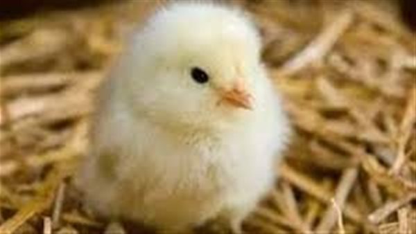 سعر الكتكوت الأبيض