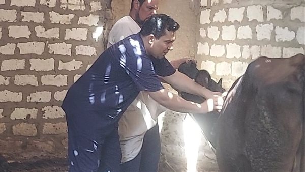 تحصين الماشية