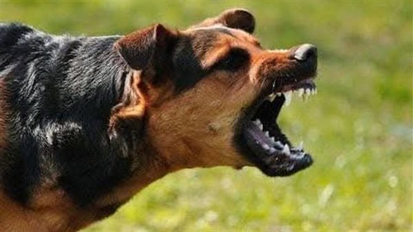 هجوم كلب ضال في البحيرة