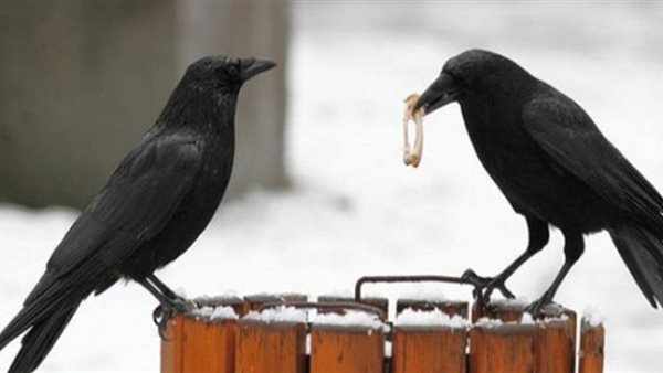 تفسير رؤية الغراب