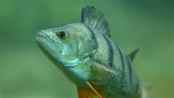 رموز الخير والرزق