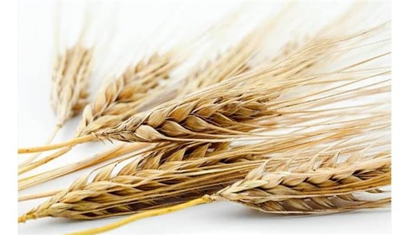 أسعار الأرز الشعير