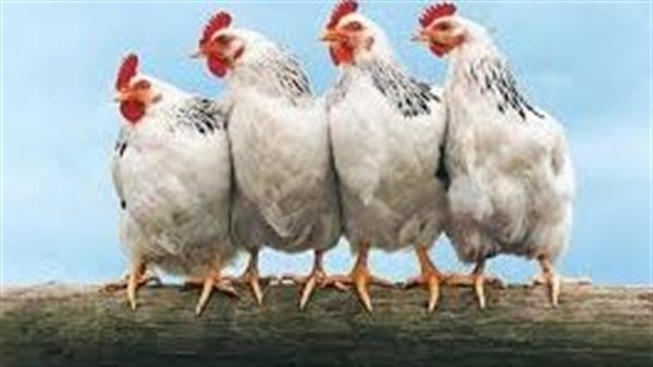 سعر الفراخ البيضاء