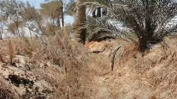 عزبة قرية البرنس