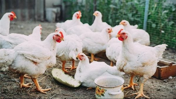 أسعار الدواجن والبيض