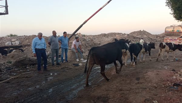  العجول المتواجدة