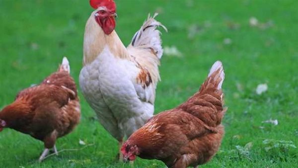 سعر الفراخ البيضاء