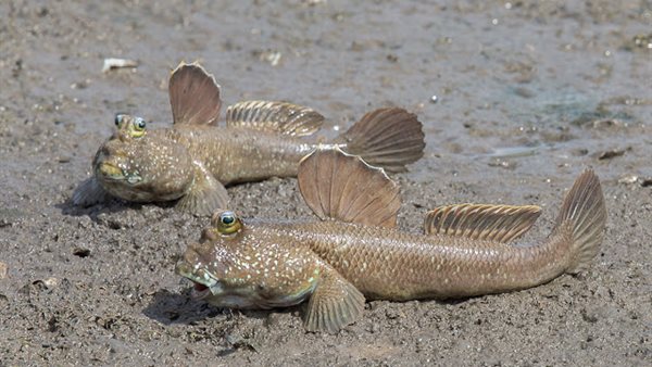 تفسير حلم السمك الحي
