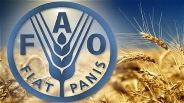 الفاو