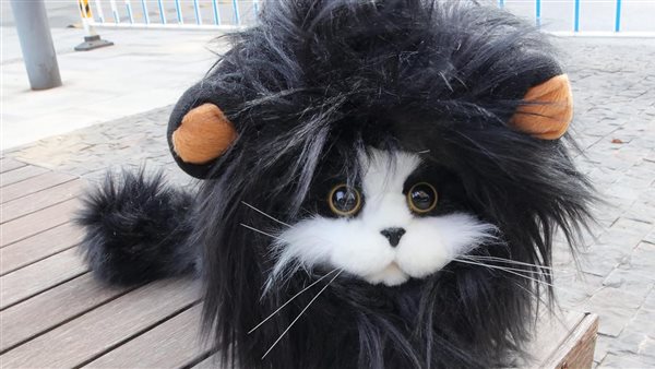 كيف تحمي حيوانك الأليف