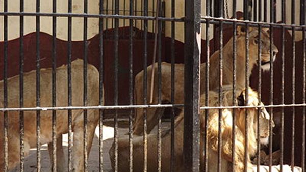 قتل 13 أسد بحديقة