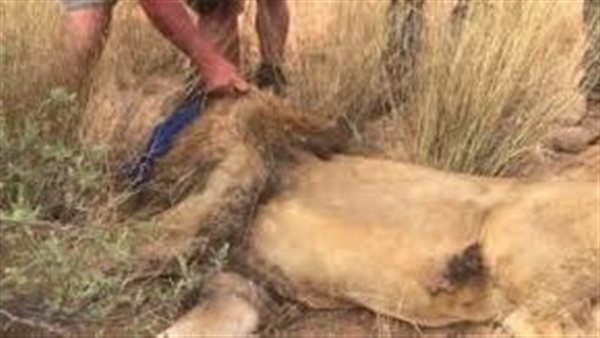 القصة الكاملة لإعدام