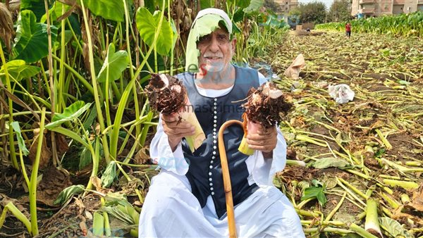 حنفي محمود عمدة زراعة