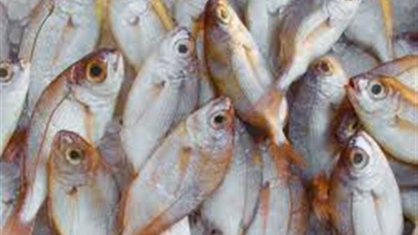 تفسير حلم السمك الحي