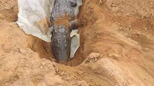 تمساح حدائق الأهرام