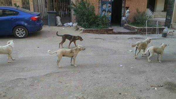 ظاهرة الكلاب الضالة