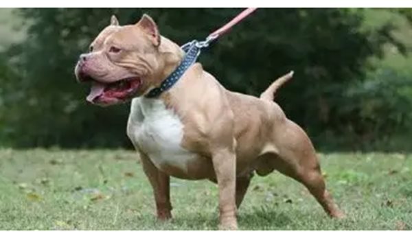 إدارة الرفق بالحيوان