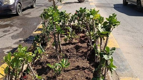 محافظ الجيزة يتابع