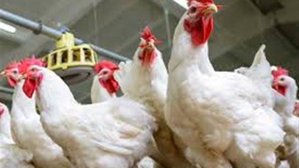 بورصة الدواجن اليوم