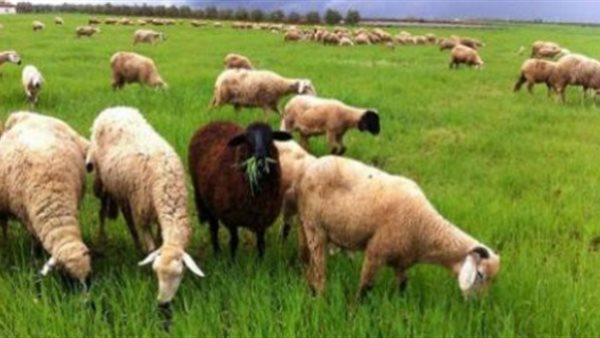 مهرجان الترحال الرعوى