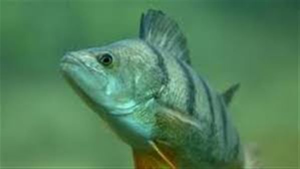 تفسير حلم السمك الحي