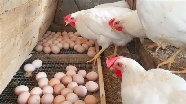 سعر الفراخ  اليوم