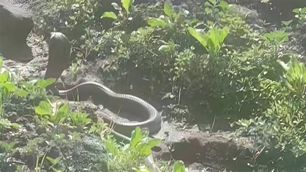 ثعبان الكوبرا 