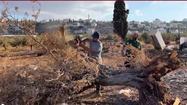 موسم الزيتون الفلسطيني